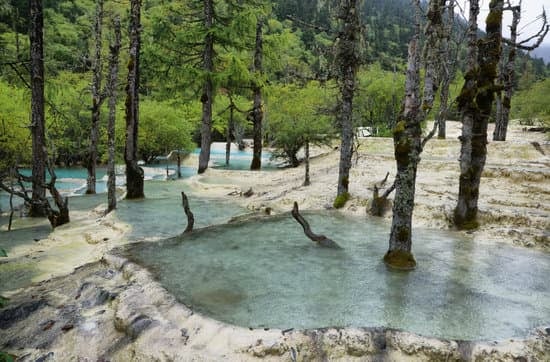 Come Si Curano I Bonsai Ginseng 1 Scopri come si curano i bonsai ginseng con i nostri consigli esperti