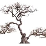 Come Potare Un Bonsai Di Acero Guida pratica su come potare un bonsai di acero per mantenerne la forma e la salute