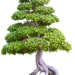 Come Fare Un Finto Bonsai Creare un finto bonsai: consigli pratici e passo dopo passo per un risultato sorprendente
