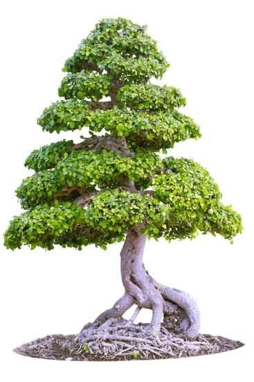 Creare un finto bonsai: consigli pratici e passo dopo passo per un risultato sorprendente