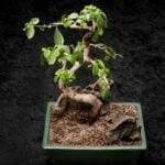 Acquista Bonsai costosi da collezione