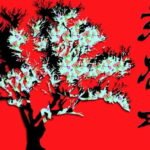 Quante volte devi innaffiare un bonsai: consigli utili per la cura quotidiana