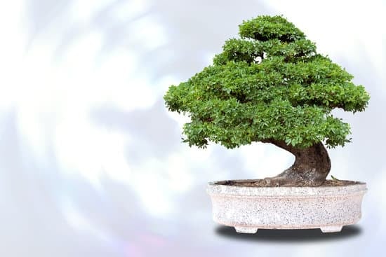Come Scoprire Il Nome Dei Bonsai 1 Scopri il nome dei bonsai con questi consigli esperti