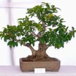 FICUS GINSENG BONSAI CURA: consigli per un mantenimento impeccabile del tuo albero bonsai