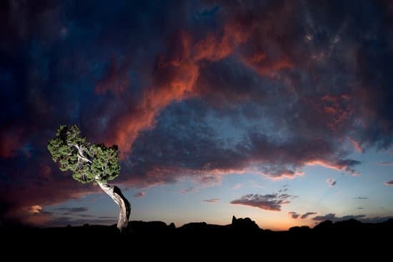 Acquista muschio per bonsai presso rivenditori specializzati