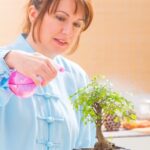 Come Potare Bonsai Di Melograno come potare bonsai di melograno