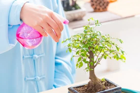 Scopri il prezzo di un bonsai piccolo e risparmia su quanto costa un bonsai piccolo