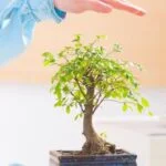 Segui le istruzioni dettagliate su come trasformare il ramo di un albero in un bonsai