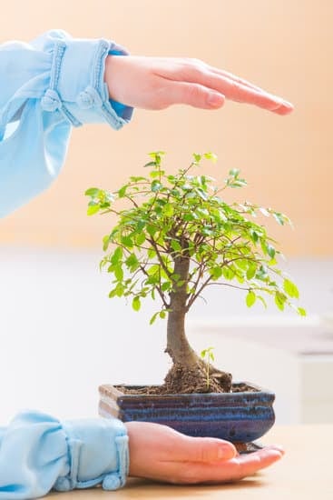Come Trasformare Il Ramoscello Di Un Albero in Un Bonsai 1 Segui le istruzioni dettagliate su come trasformare il ramo di un albero in un bonsai