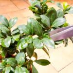 Scopri quando piegare i rami del bonsai per favorirne la crescita e la forma desiderata