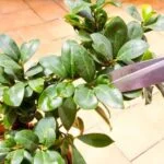 Scopri quando piegare i rami del bonsai per favorirne la crescita e la forma desiderata