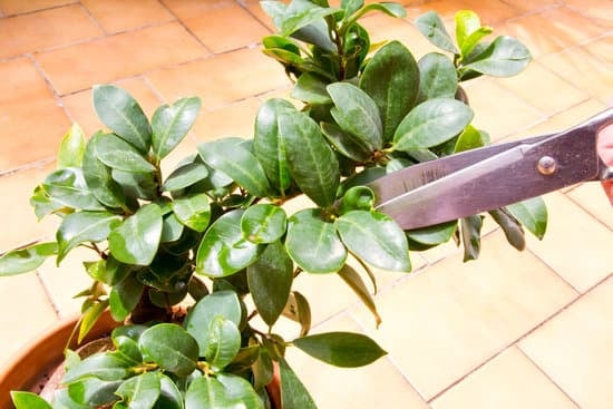 Scopri quando piegare i rami del bonsai per favorirne la crescita e la forma desiderata