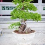 Vaso per bonsai Ficus Ginseng: eleganza e funzionalità per la crescita ottimale del tuo bonsai