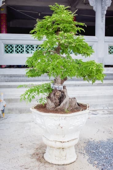 Vaso per bonsai Ficus Ginseng: eleganza e funzionalità per la crescita ottimale del tuo bonsai