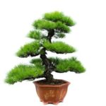 Quando potare il mio bonsai di ulmo cinese