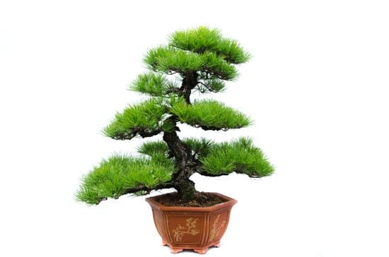 Quando Potare Olmo Cinese Bonsai 1 Quando potare il mio bonsai di ulmo cinese