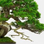 Come trattare bonsai Carmona: consigli su irrigazione e potatura per la tua Carmona