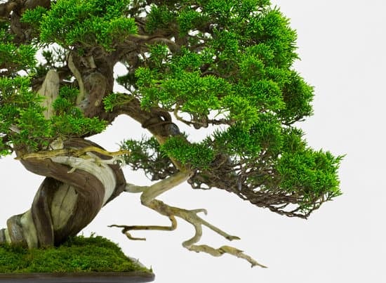 Come Trattare Bonsai Carmona 1 Come trattare bonsai Carmona: consigli su irrigazione e potatura per la tua Carmona