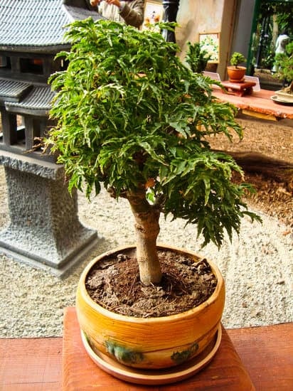 Scopri come salvare falso bonsai: consigli e trucchi per un verde impeccabile