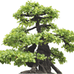 Come Scegliere Il Concime Per Bonsai Ficus guida pratica