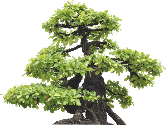 Come Scegliere Il Concime Per Bonsai Ficus 1 guida pratica