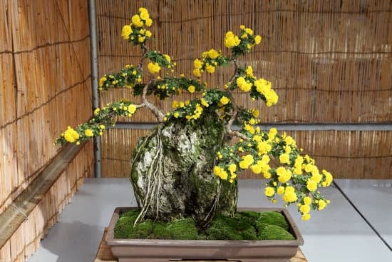 Come Fare Un Bonsai Di Vite 1 Guida dettagliata su come fare un bonsai di vite in pochi passaggi