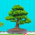 Come Fare Bonsai Di Ciliegio Guida pratica su come fare bonsai di ciliegio