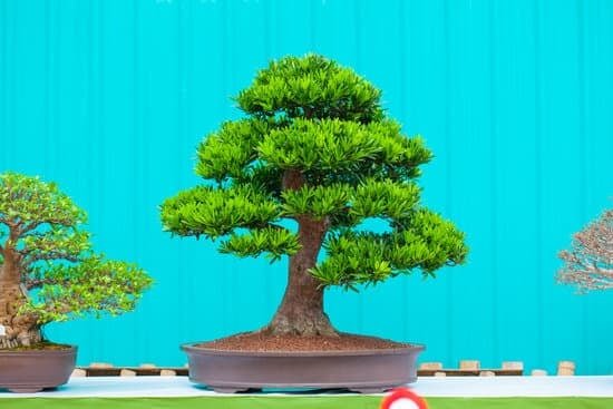 Come Tenere Carmona Bonsai 1 consigli per cura e manutenzione