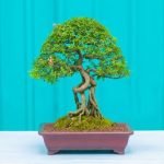 Come riconoscere un bonsai da seme e coltivarlo con successo