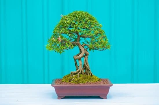 Come Riconoscere Un Bonsai Da Seme 1 Come riconoscere un bonsai da seme e coltivarlo con successo