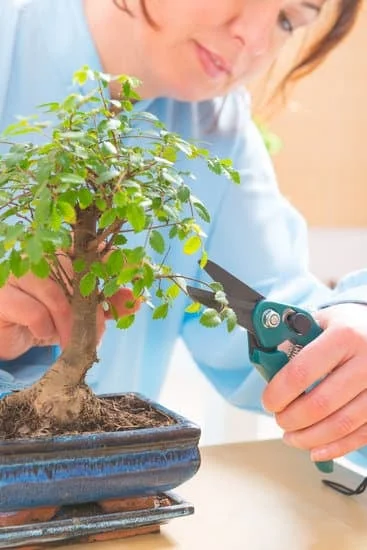 Come Fare Un Bonsai Di Ciliegio Da Rametto 1 Guida dettagliata su come fare un bonsai di ciliegio da rametto