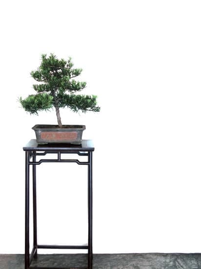 guida dettagliata per salvare la pianta da uno stato critico