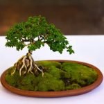 Acquista piante bonsai gi cresciuta presso i migliori vivai della tua zona