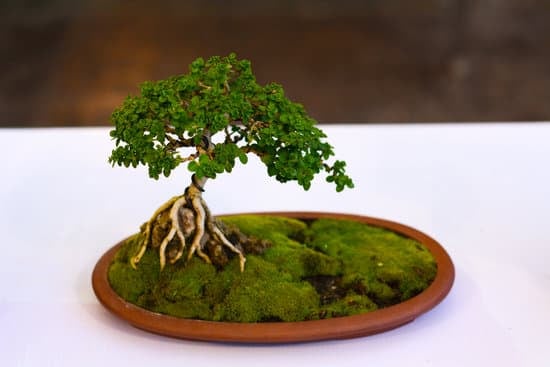 Come Curare Un Olivo Bonsai 1 guida completa alla potatura e concimazione