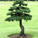 Come Creare Un Bonsai Con Una Piantina Di Quercia Utilizza la quercia come base per un bonsai unico