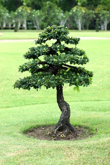 Come Creare Un Bonsai Con Una Piantina Di Quercia 1 Utilizza la quercia come base per un bonsai unico