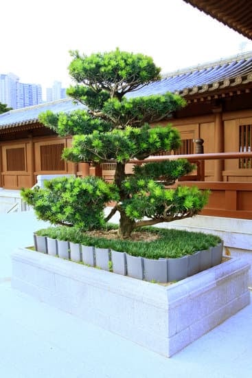Quante Foglie Ha Un.Bonsai 1 Scopri il fascino orientale del bonsai e le sue mille foglie con consigli di cura