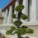 Come Accudire Bonsai luce, acqua e potatura
