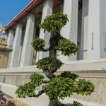 Come Accudire Bonsai luce, acqua e potatura