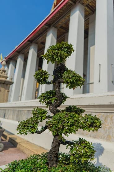 Come Accudire Bonsai 1 luce, acqua e potatura