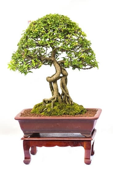 Scopri come dare da bere ai tuoi bonsai con queste utili istruzioni