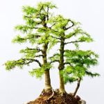 Come Fare Bonsai in Rame Guida pratica su come fare bonsai in rame per principianti