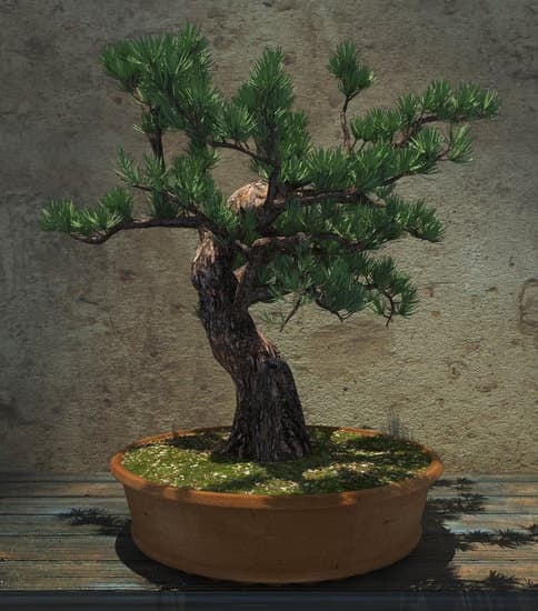 Scopri come curare un bonsai olivo con foglie marroni seguendo i nostri consigli esperti