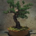 Come Invecchiare Il Tronco Di Un Bonsai Come invecchiare il tronco di un bonsai con tecniche naturali e sicure