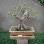 Quando Potare Bonsai Di Melo consigli per manutenzione e crescita ottimale