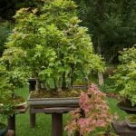 Come Creare Il Muschio Per Bonsai Guida dettagliata su come creare il muschio ideale per i bonsai
