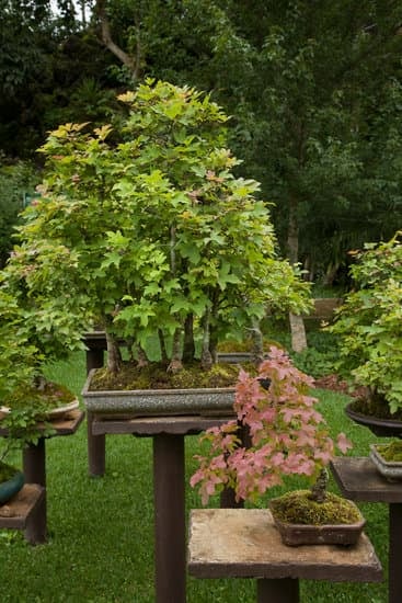 Come Creare Il Muschio Per Bonsai 1 Guida dettagliata su come creare il muschio ideale per i bonsai