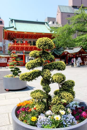 Dove Si Trovano Vasi Da Bonsai 1 Scopri dove si trovano vasi da bonsai di alta qualità per il tuo giardino zen