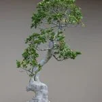 Guida pratica su come potare bonsai ficus benjamin per risolvere la perdita delle foglie