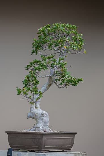 Come Potare Bonsai Ficus Benjamin Ha Perso Le Foglie 1 Guida pratica su come potare bonsai ficus benjamin per risolvere la perdita delle foglie
